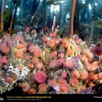 Kelp Forest Anemones