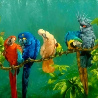 Coloful parots