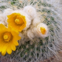 Parodia chrysacanthion cactus