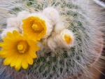 Parodia chrysacanthion cactus