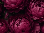 Peonies
