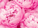 Peonies