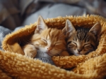 Sleeping kittens