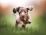 Running puppy