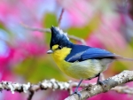 Yellow tit