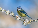 Blue Tit
