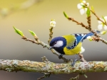Great Tit