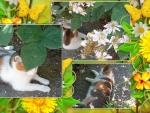 Collage of sweet cat