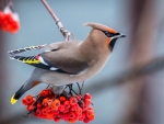 Waxwing