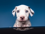 Dalmatian puppy