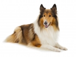 Collie