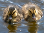 Ducklings
