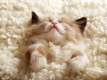 Sleeping kitten