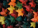 Autumn ivy leaves