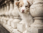Australian Shepherd