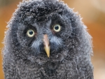 Owl Strix Nebulosa Great Grey Owl