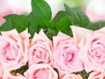 Pink roses