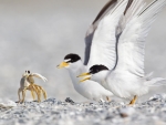 Ghost Crab vs Terns