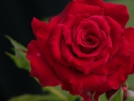 Red rose