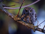 Western small eared-owl