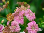 Lewisia Cotyledon