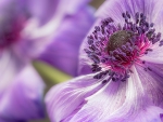Anemone