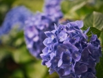 Hydrangea