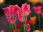 Tulips