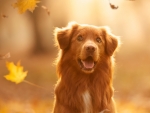 Nova Scotia Duck Tolling Retriever dog