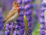 Scarlet Rosefinch