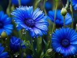 Cornflowers