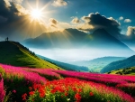 Sunshine over a field of flowers