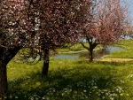 cherrytrees 1