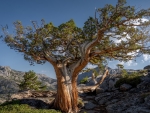 Sierra Juniper, Desolation Wilderness, Lake Tahoe, California