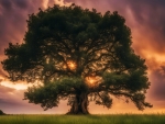 Big tree at sunset