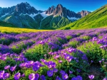 Valley of flowers