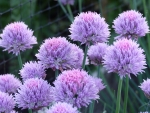 Flowers of chive