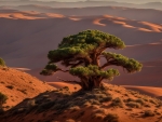 A tree alone in the desert