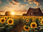 Sunflowers