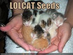 Cat Seeds