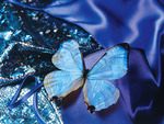 Beautiful Blue Butterfly