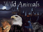 wild animals
