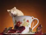 Cup of Mouse