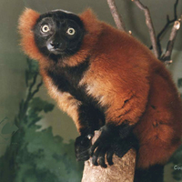 A Red & Black Lemur 