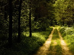Forest-road