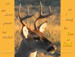 As the Deer