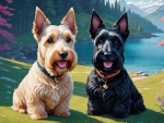 Scottish Terrier