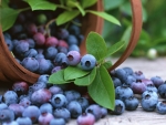 Blueberries