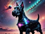 Scottish Terrier