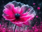 Pink Poppy